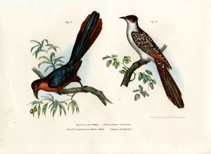 Kastanjeborst Malkoha